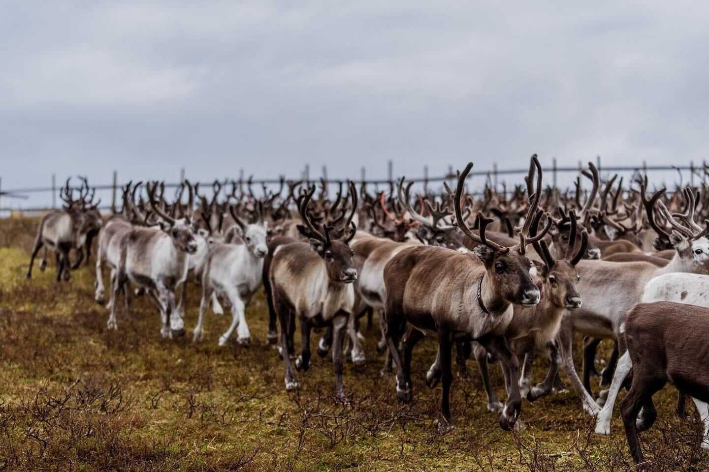 Close-up of reindeers circling during the annual corral. Photo: Carl-Johan Utsi