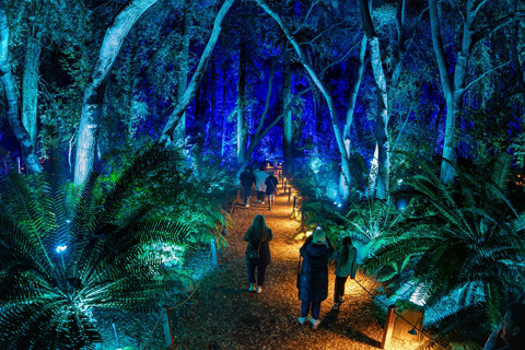 A walk in the Enchanted Forest (photo: Kathryn Rapier)