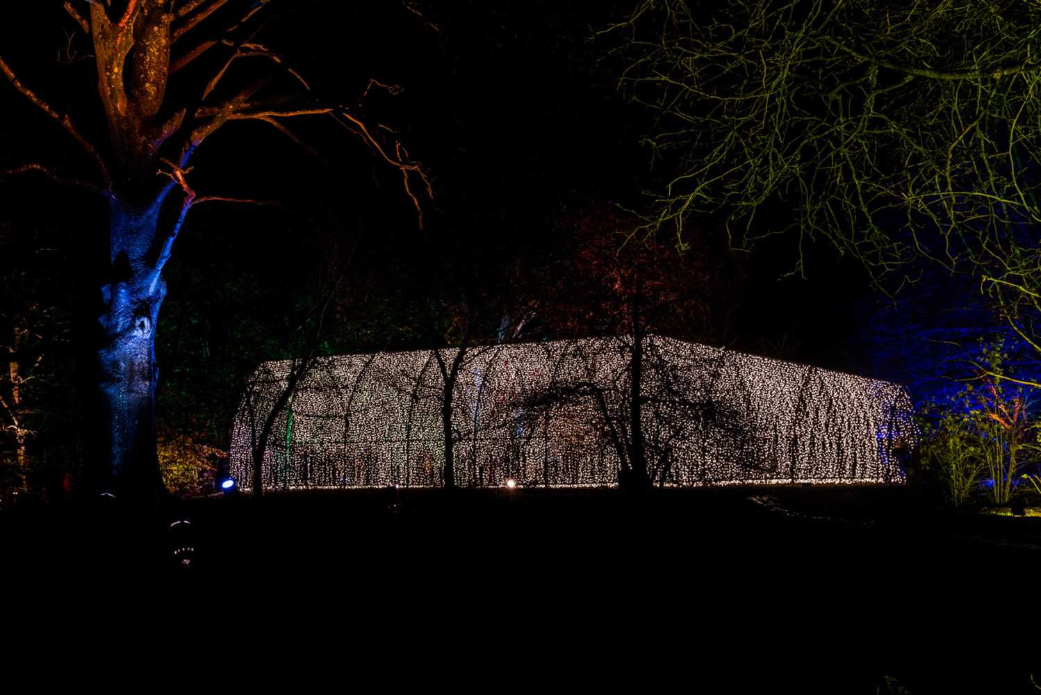 Christmas Cathedral by Mandylights at Dunham Massey (photo: Kat Gollock)